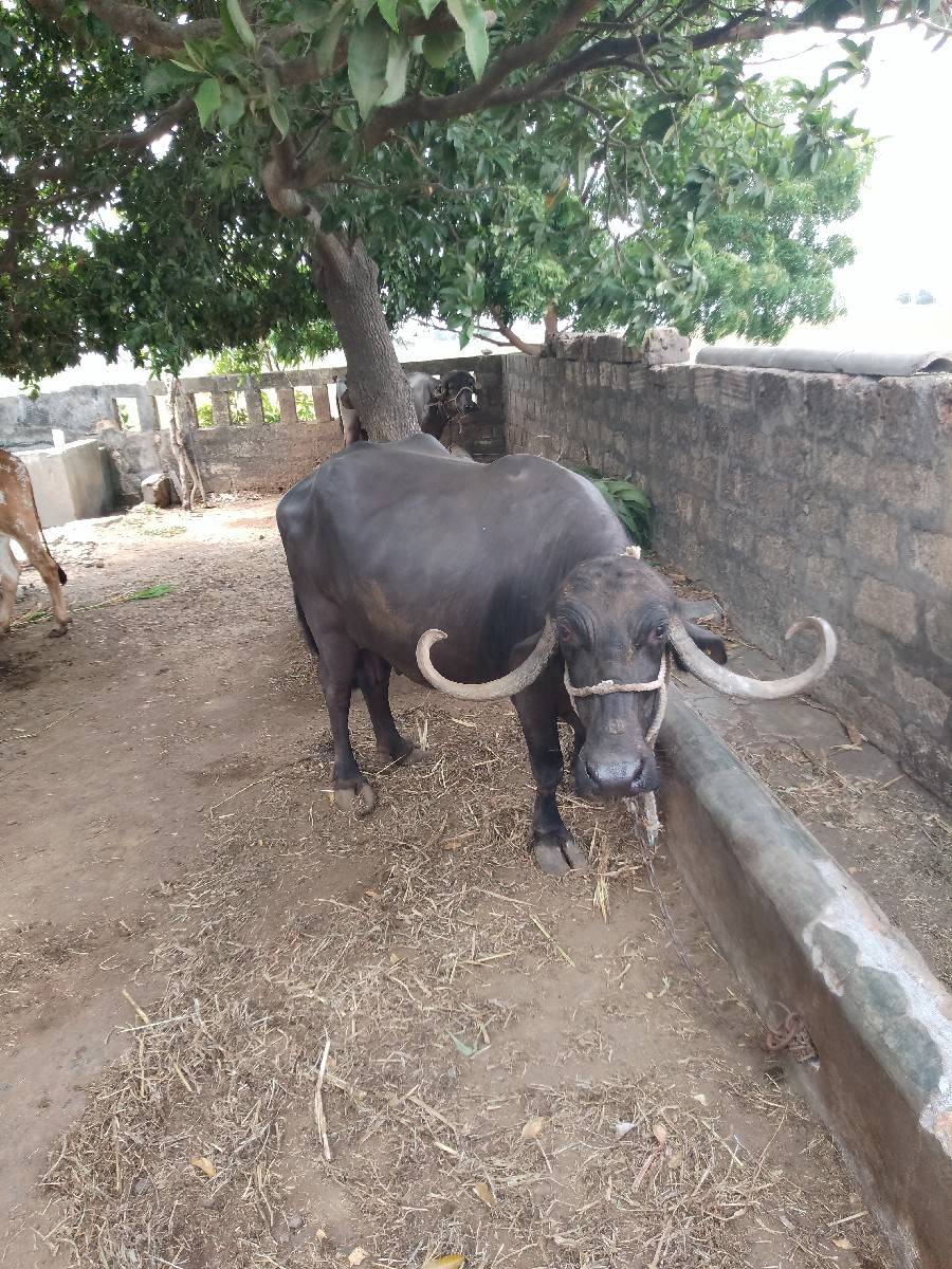ભેશવેચવાનીછે