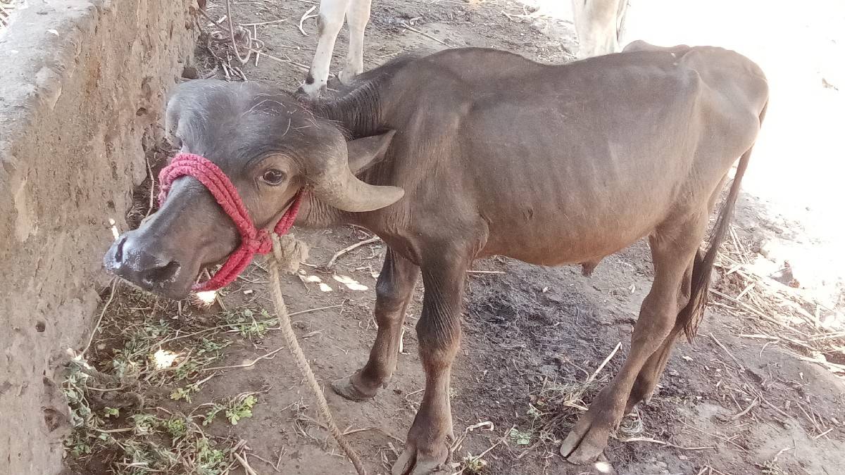 2 પાડા વેચવાના છે