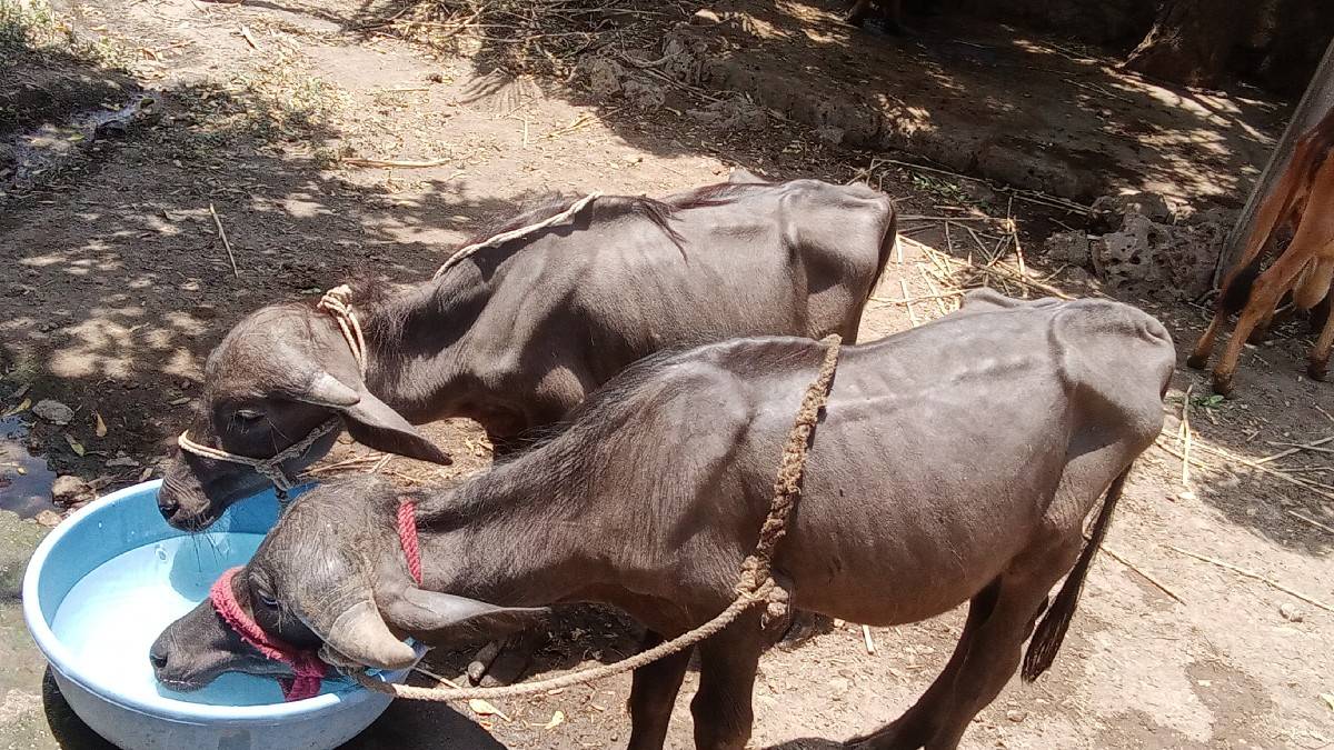 2 પાડા વેચવાના છે