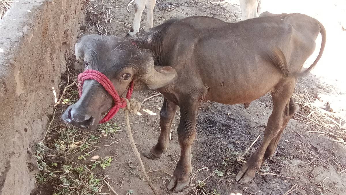 2 પાડા વેચવાના છે