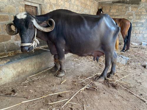 ભેસ વેસવાની સે