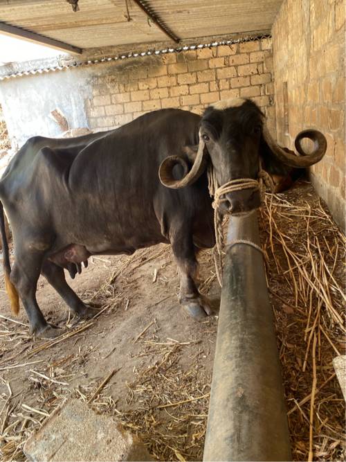 ભેસ વેસવાની સે