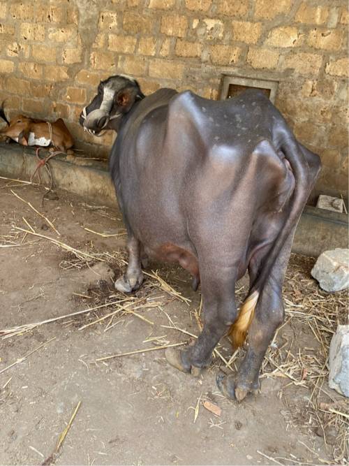 ભેસ વેસવાની સે