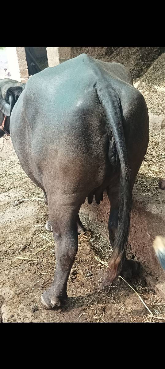 ભેંસ વેચવાની છે