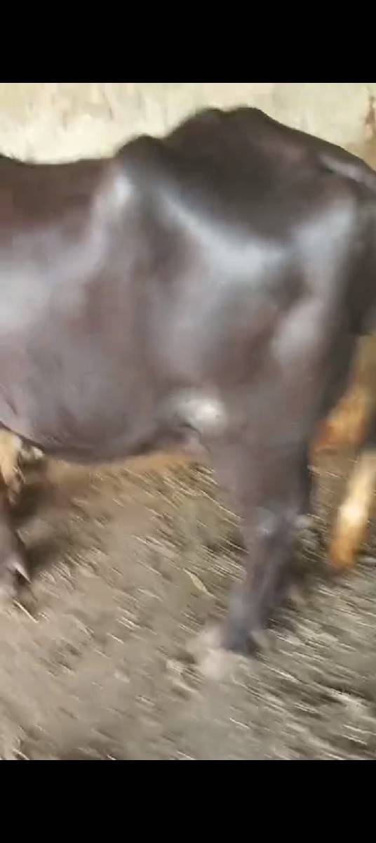 ખડેલી વેચવાની છે