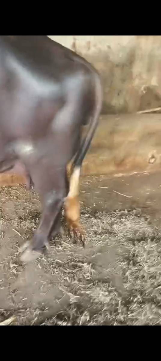 ખડેલી વેચવાની છે