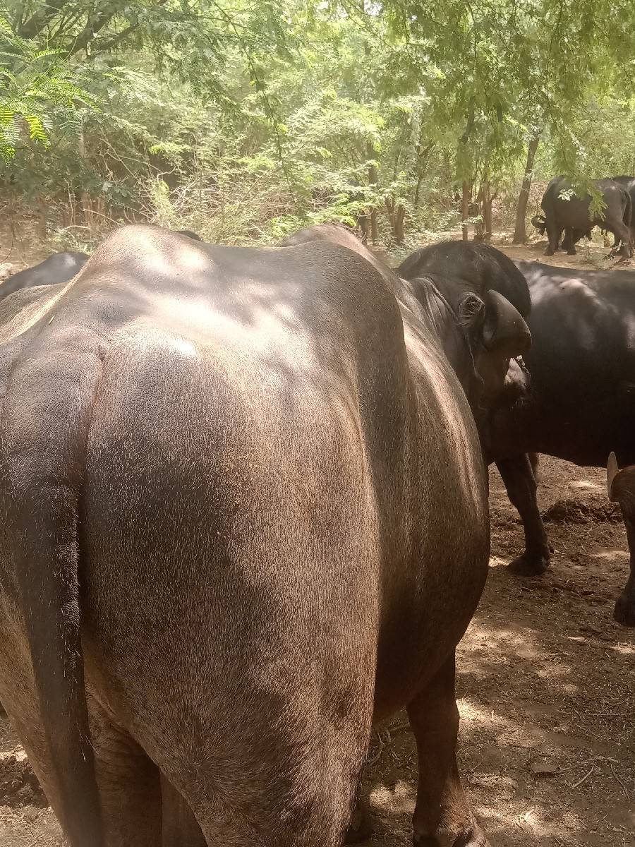 પાડોવેચવાનોછ