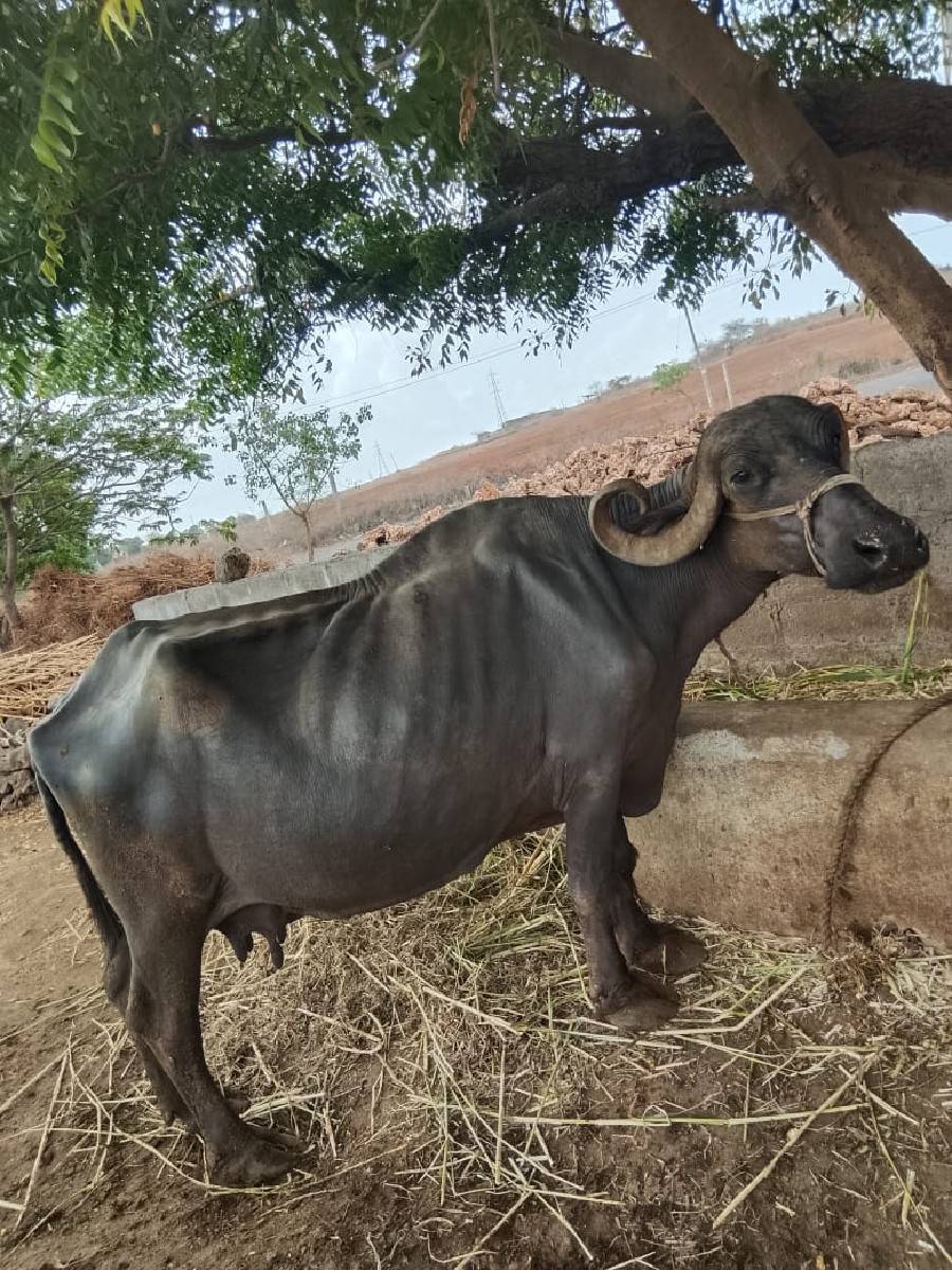 ભેસ સારી અને soji  છે