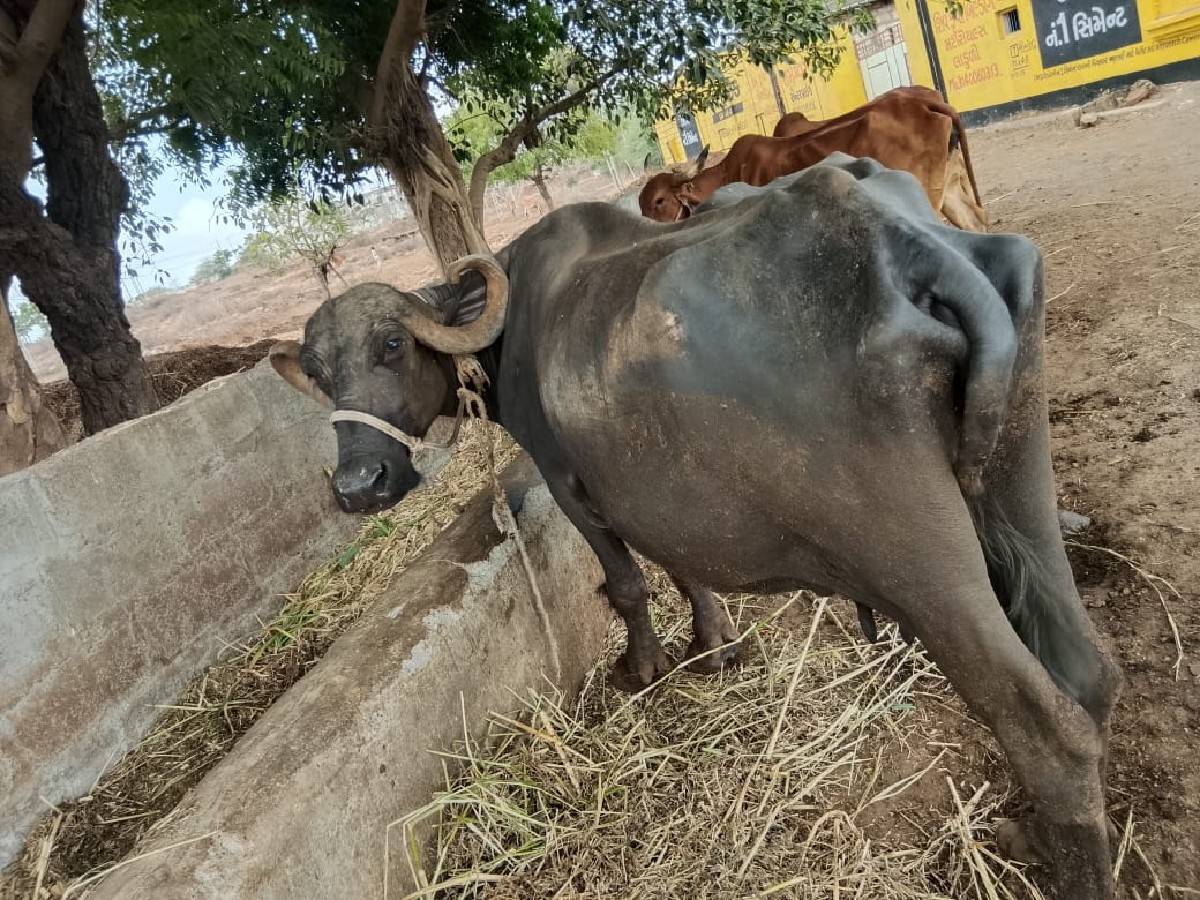 ભેસ સારી અને soji  છે