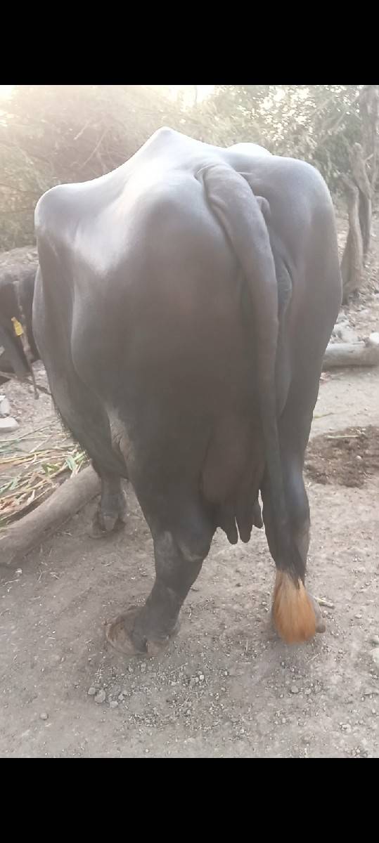 ત્રીજું વેતર વીયગલ નીચે પાડો