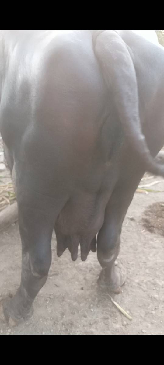 ત્રીજું વેતર વીયગલ નીચે પાડો