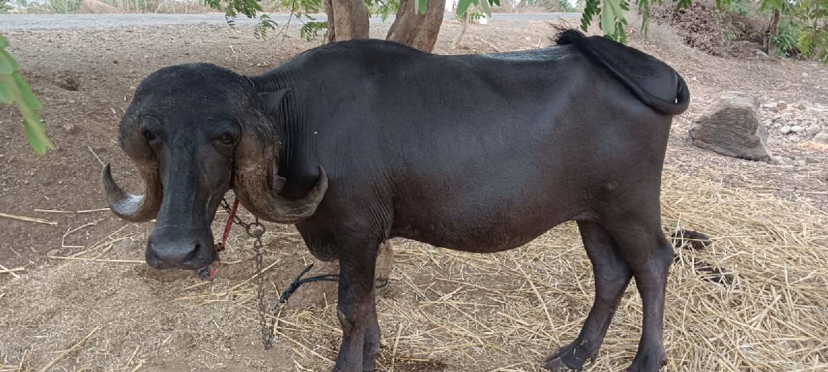 ખણેલું વેચવા નું છે