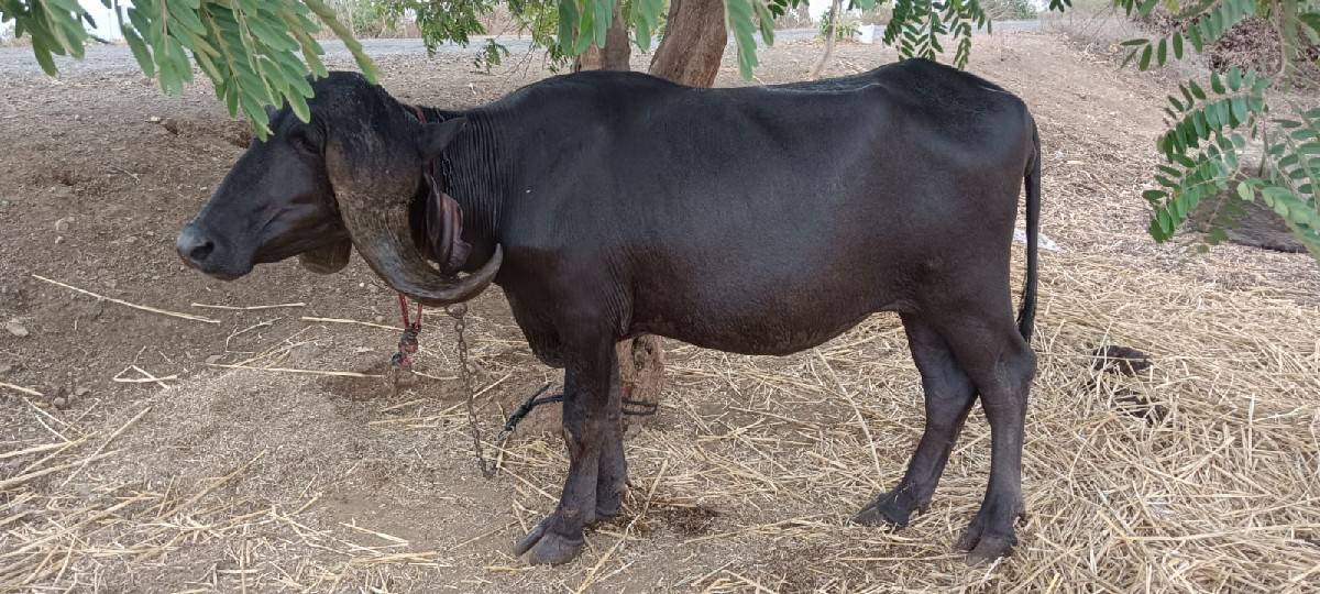 ખણેલું વેચવા નું છે
