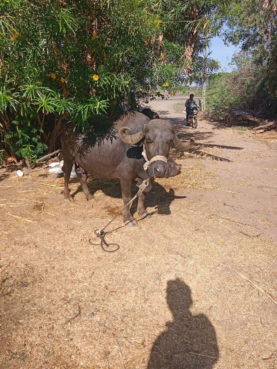 ભેંસ વેચવાની છે