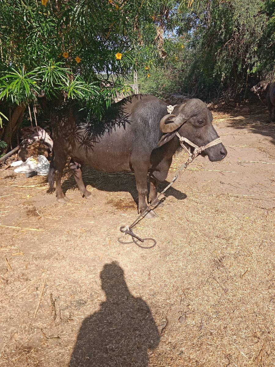 ભેંસ વેચવાની છે