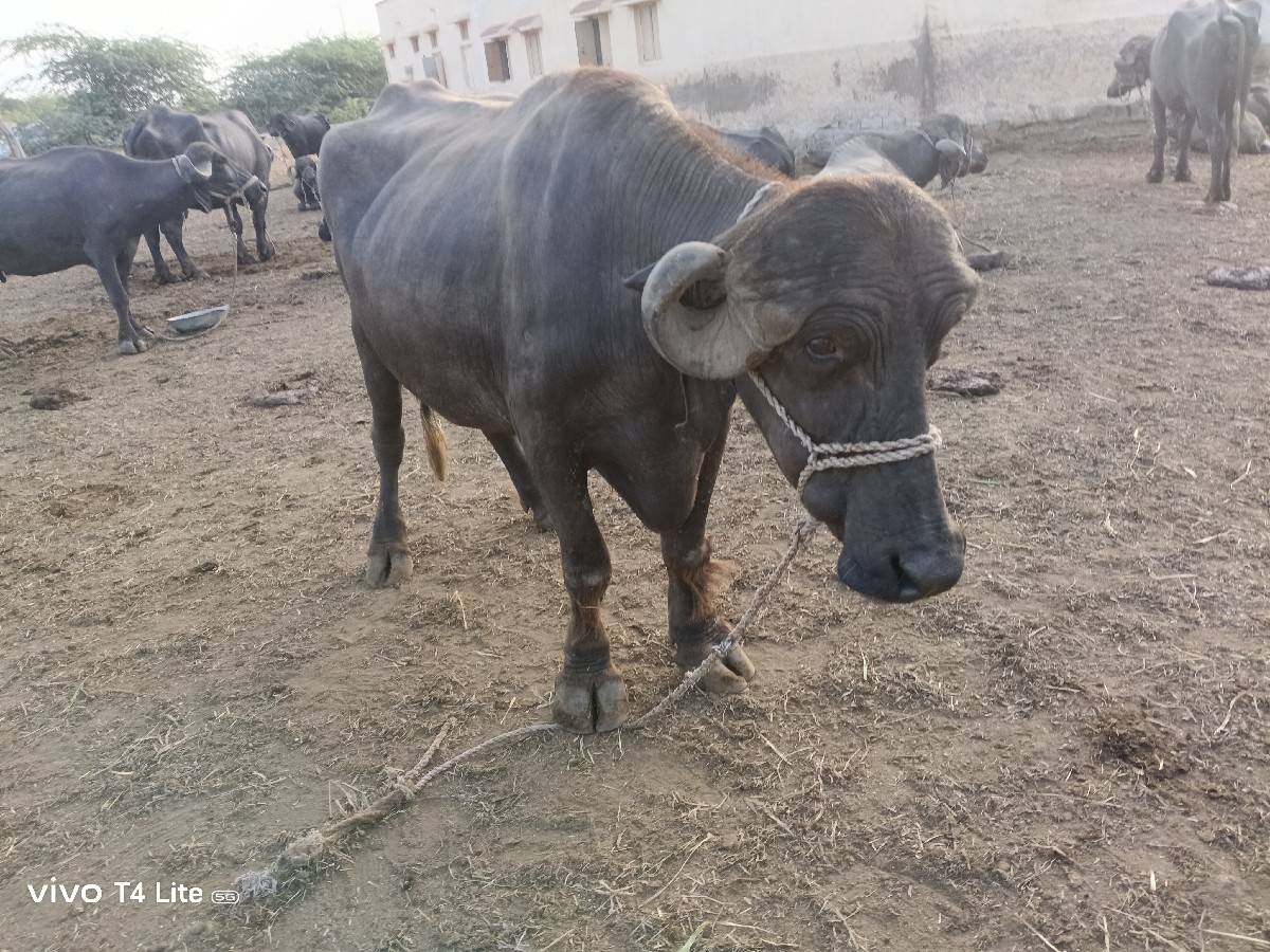 ભેસો વેચવાની છે
