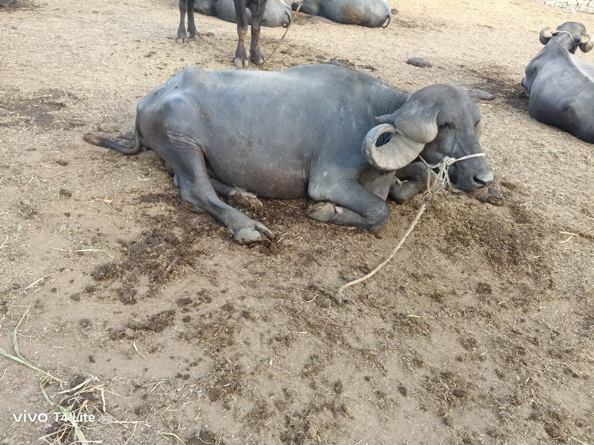 ભેસો વેચવાની છે
