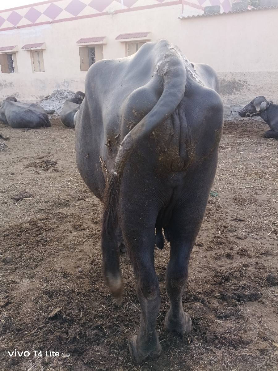 ભેસો વેચવાની છે