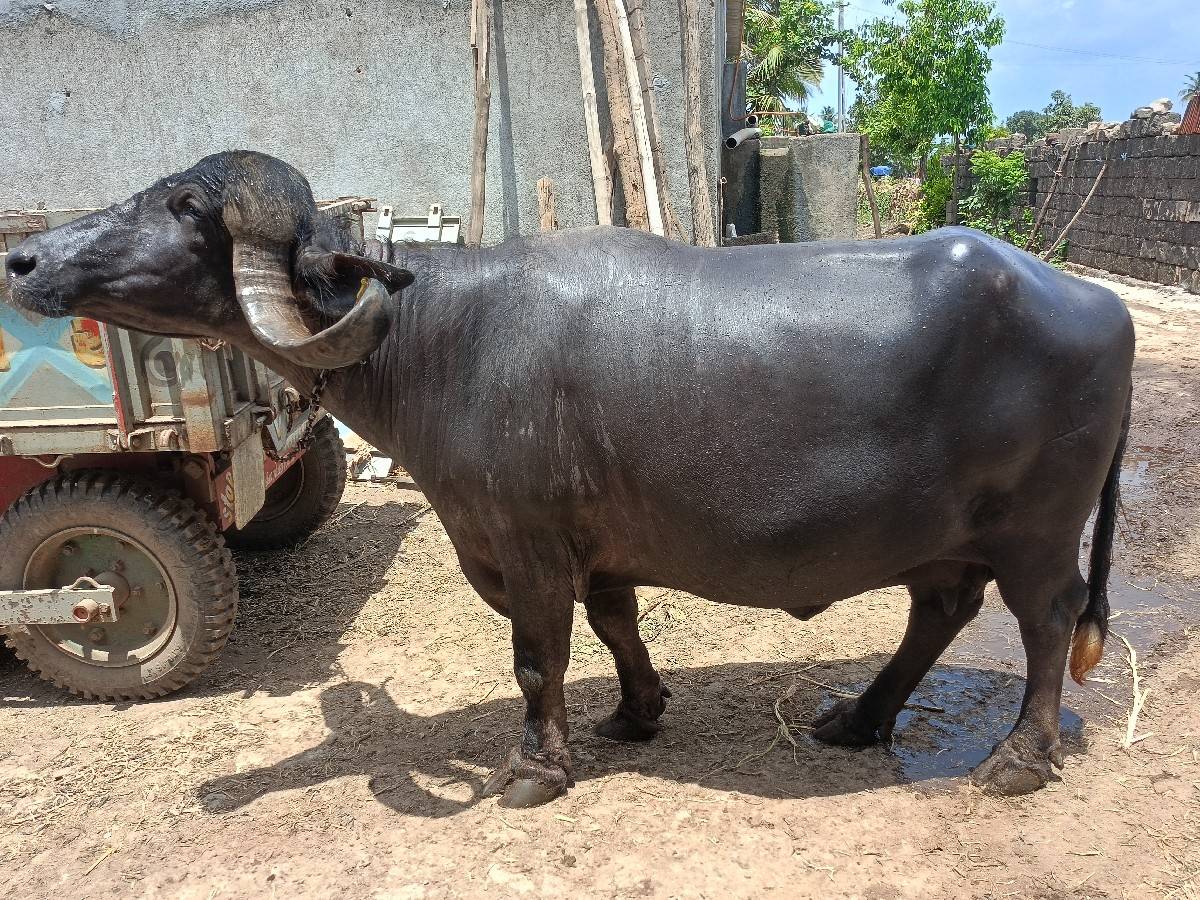jafrabadi bhesh vechvani che