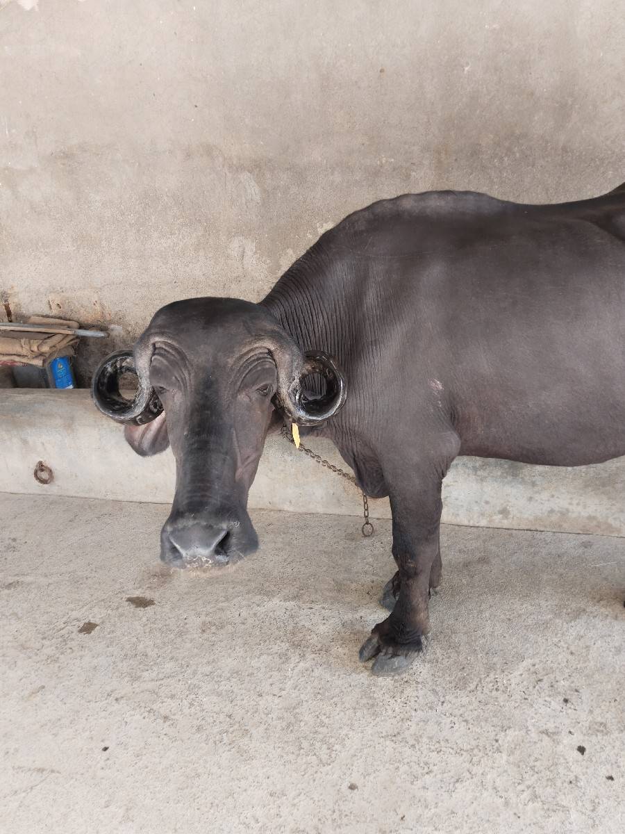 પેલા વેતર ની ખળેલી વેચવાની છે
