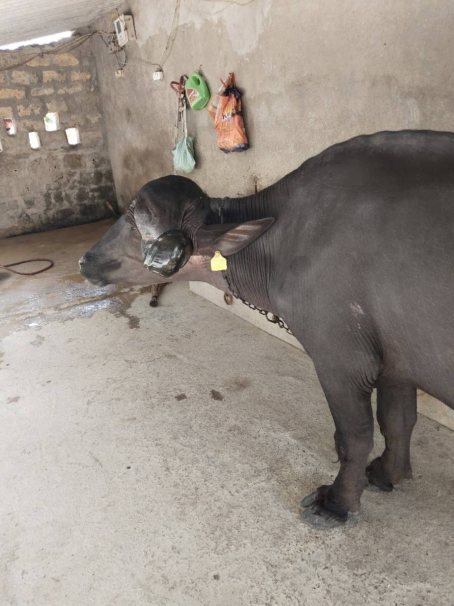 પેલા વેતર ની ખળેલી વેચવાની છે