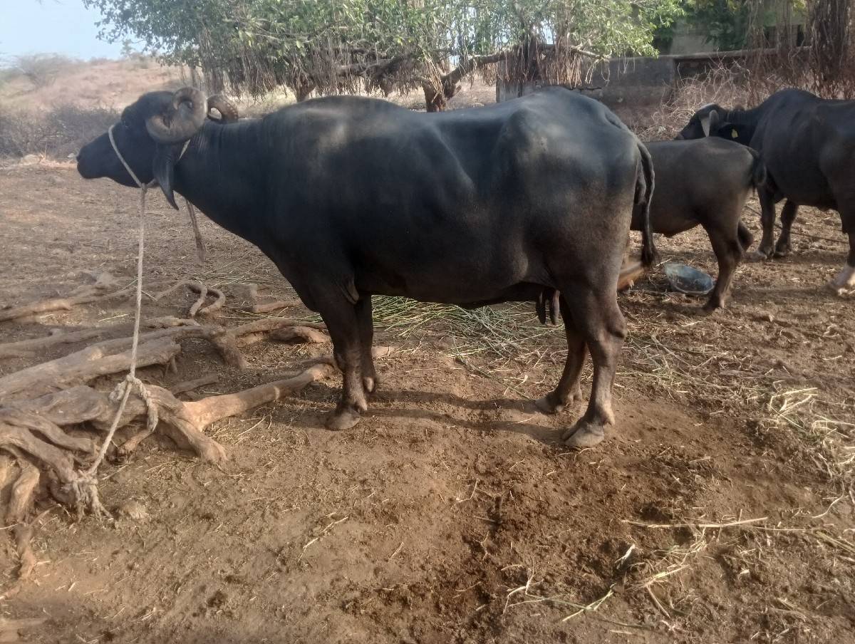હાવ હજી ટોટલ જવાબદારી થી આપવાની