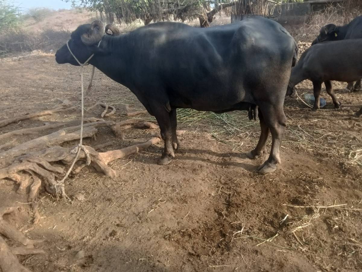 હાવ હજી ટોટલ જવાબદારી થી આપવાની
