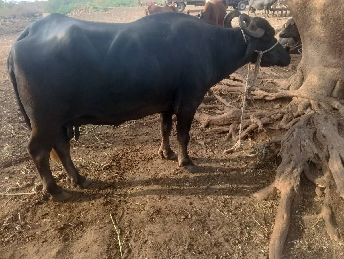 હાવ હજી ટોટલ જવાબદારી થી આપવાની