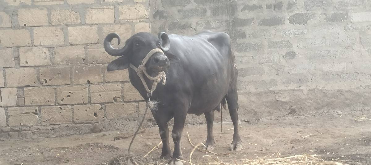 ભેશ વેચવાની છે