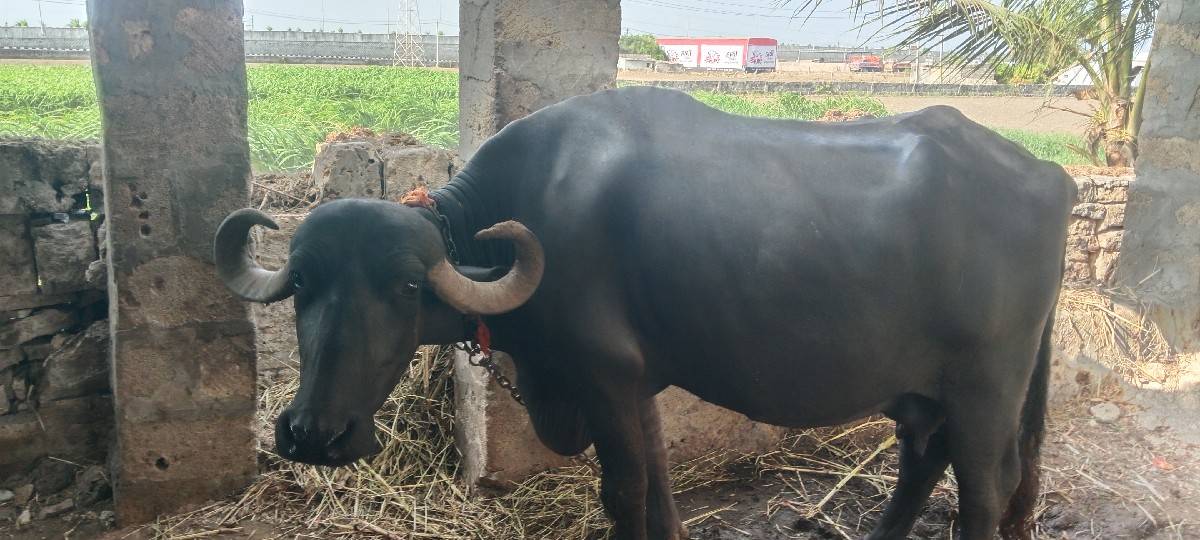 ભેંસ વેચવાની છે