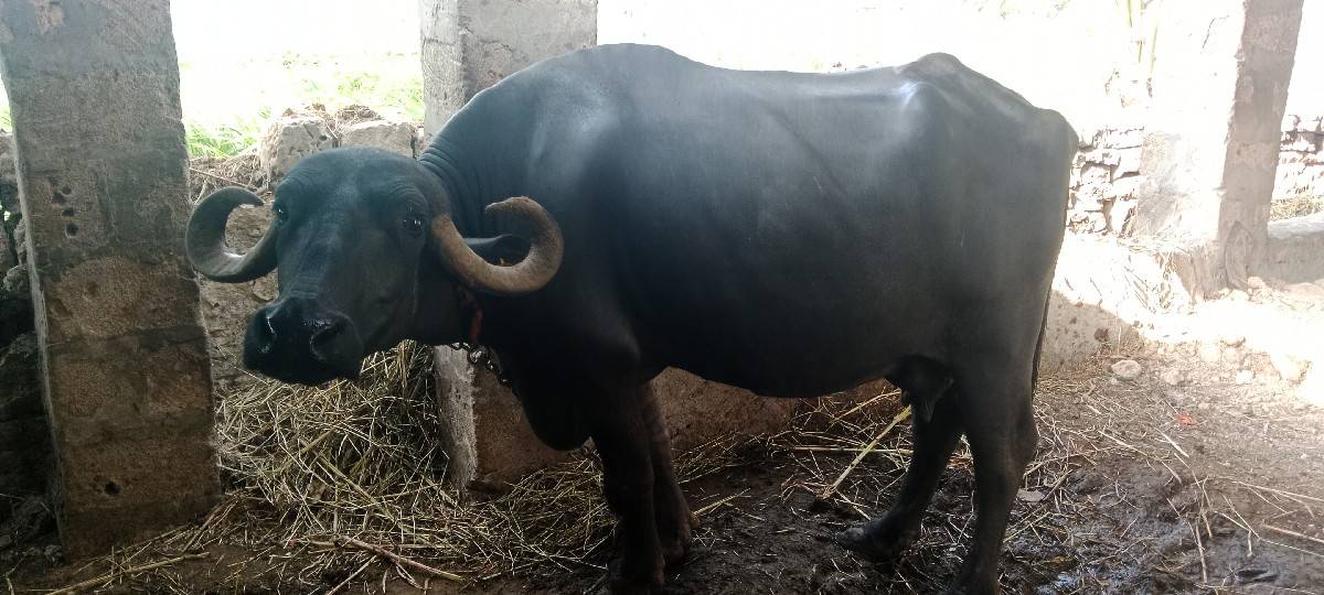 ભેંસ વેચવાની છે