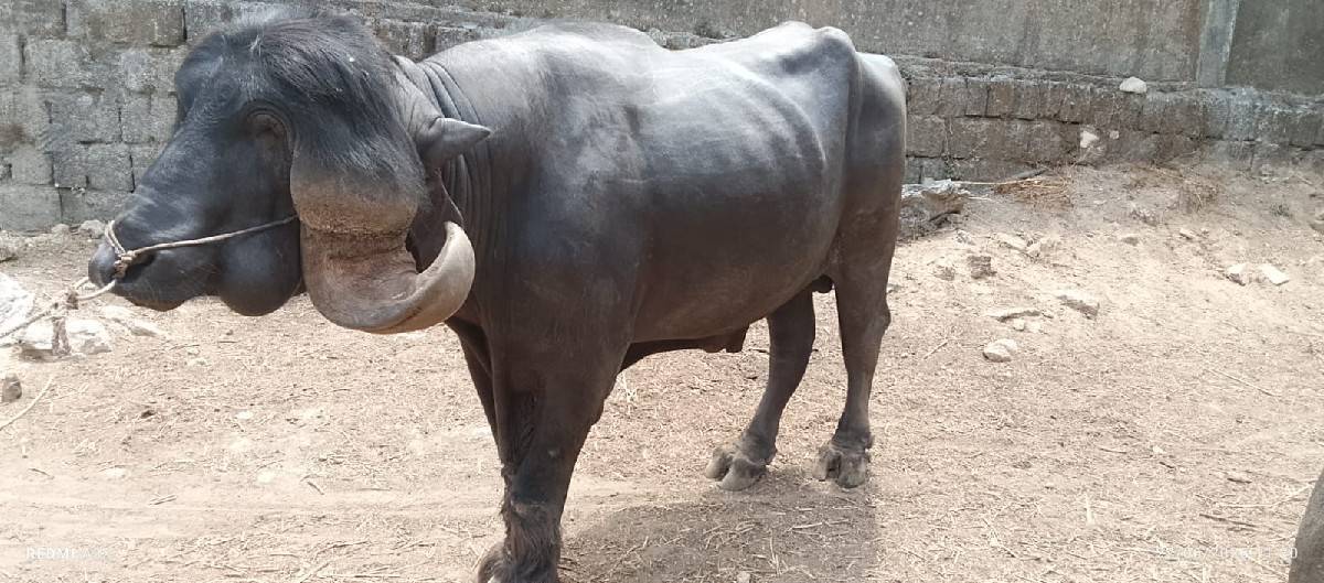 પાડો વેચવાનો છે