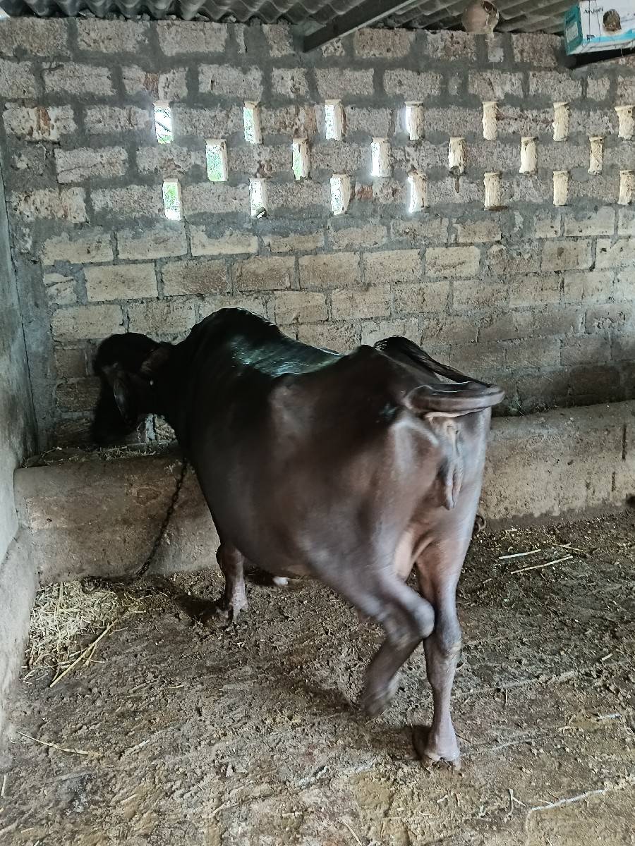 3 ભેંસુ વેચવાની છે