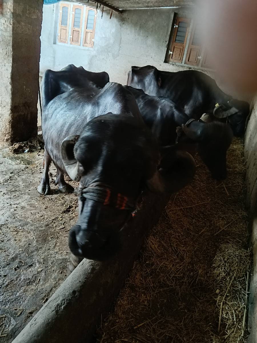 3 ભેંસુ વેચવાની છે
