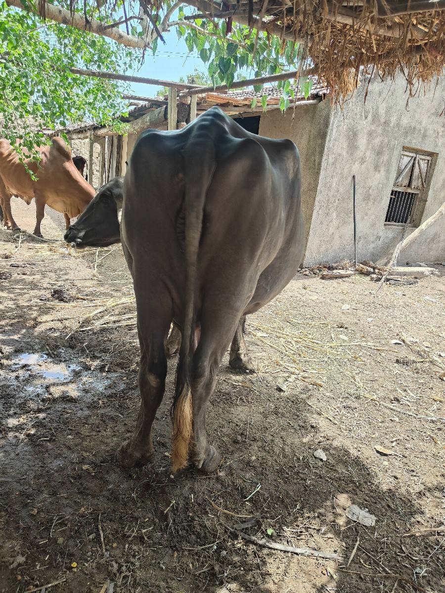 ભેંસ વેચવાની છે (વેચાય ગય )