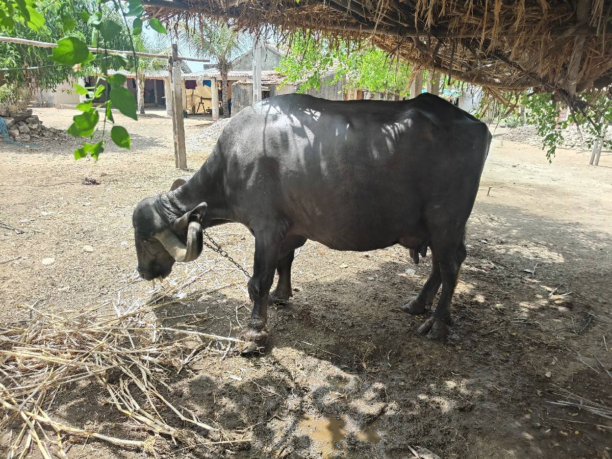 ભેંસ વેચવાની છે (વેચાય ગય )