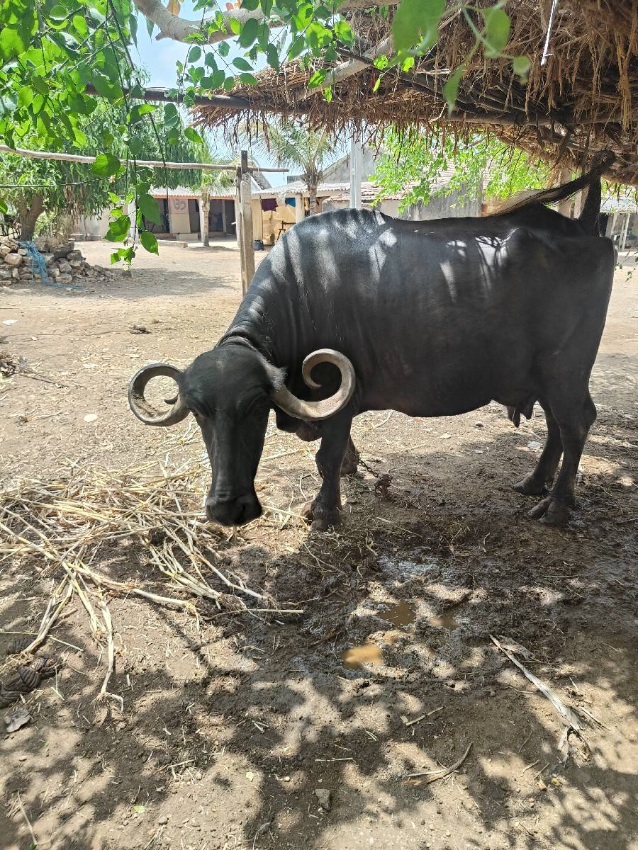 ભેંસ વેચવાની છે (વેચાય ગય )
