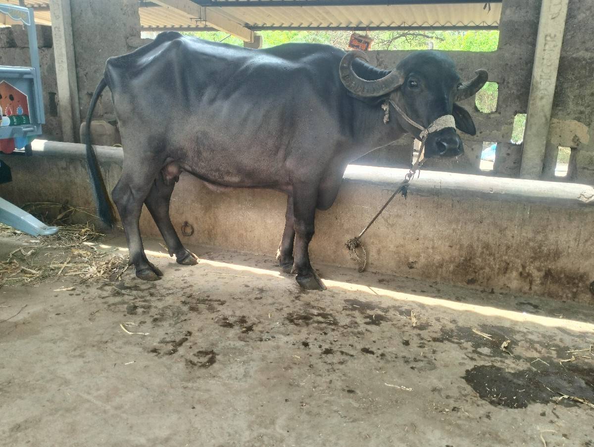 ખળેલી વેચવાની છે