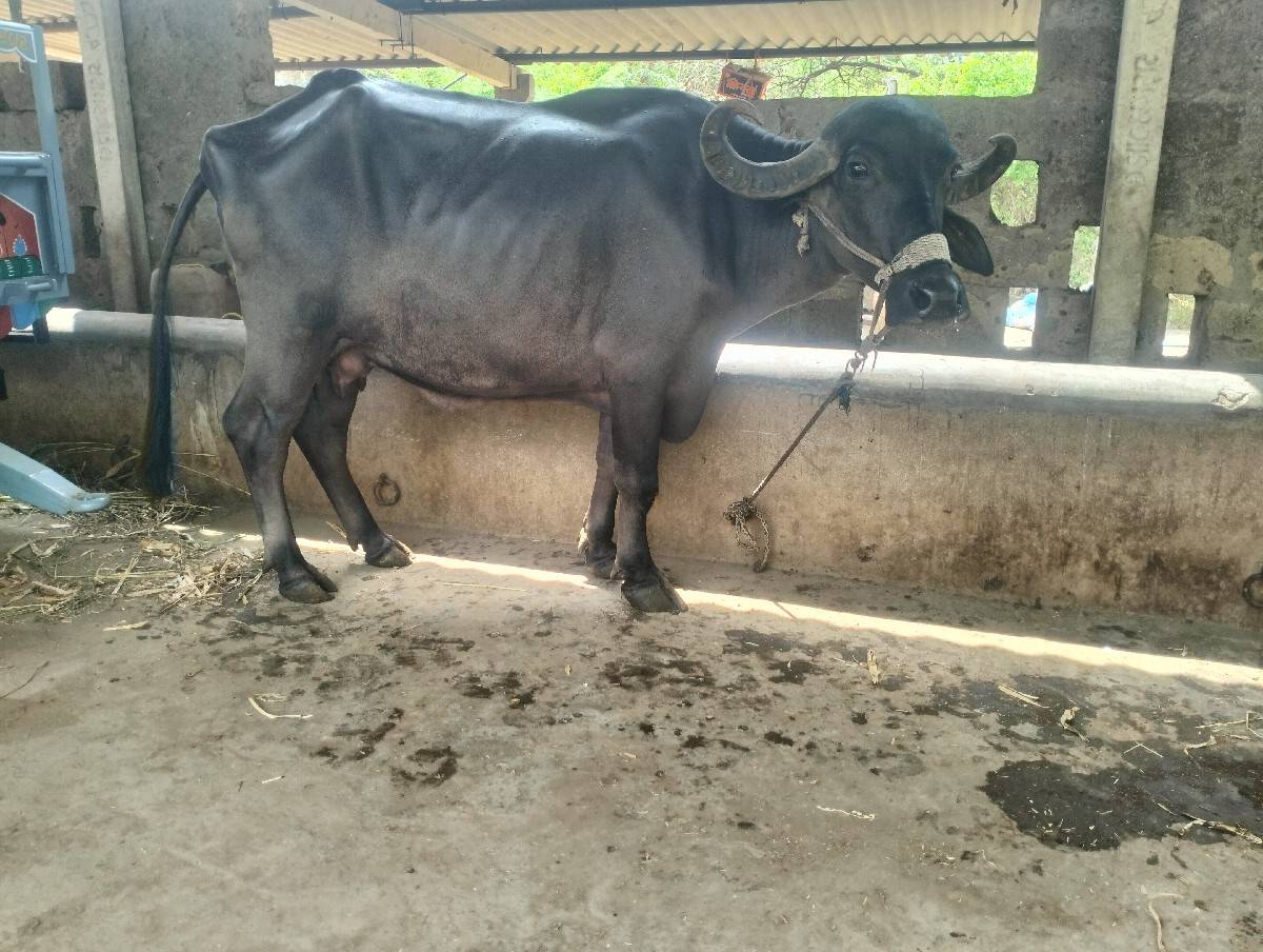 ખળેલી વેચવાની છે