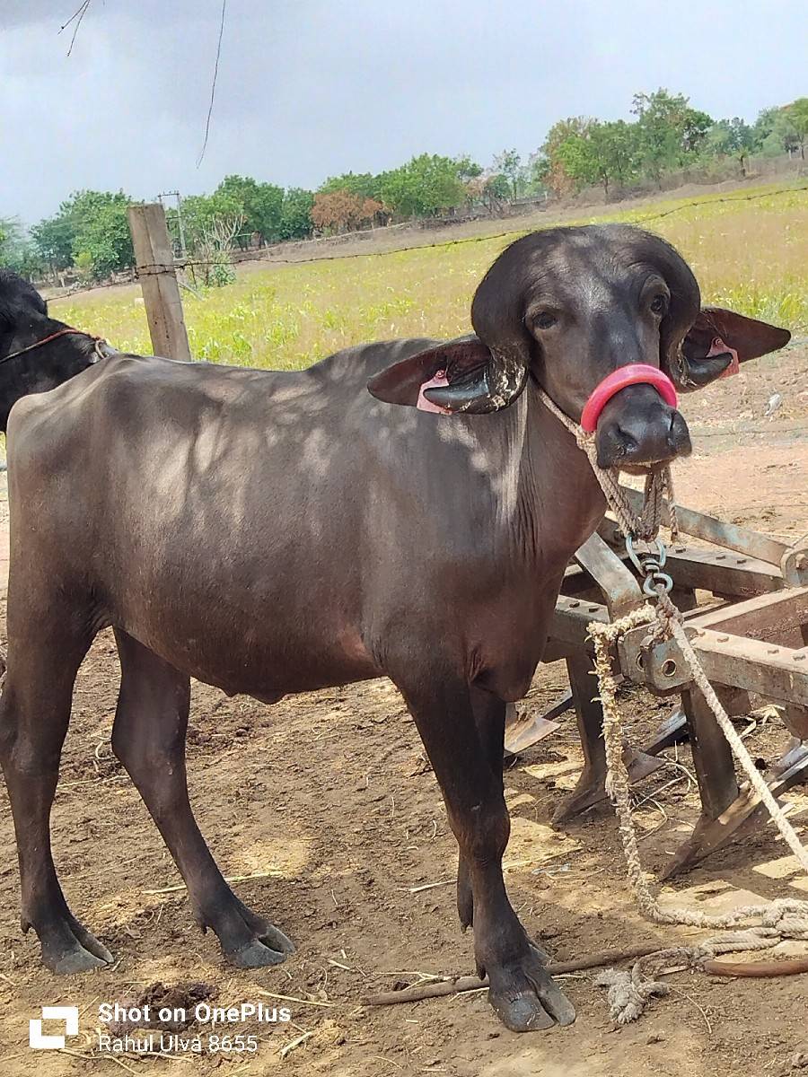પ