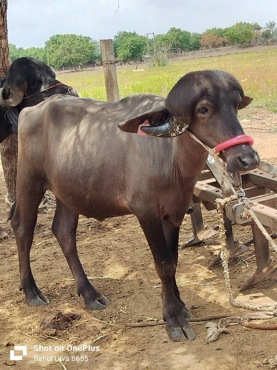 પ