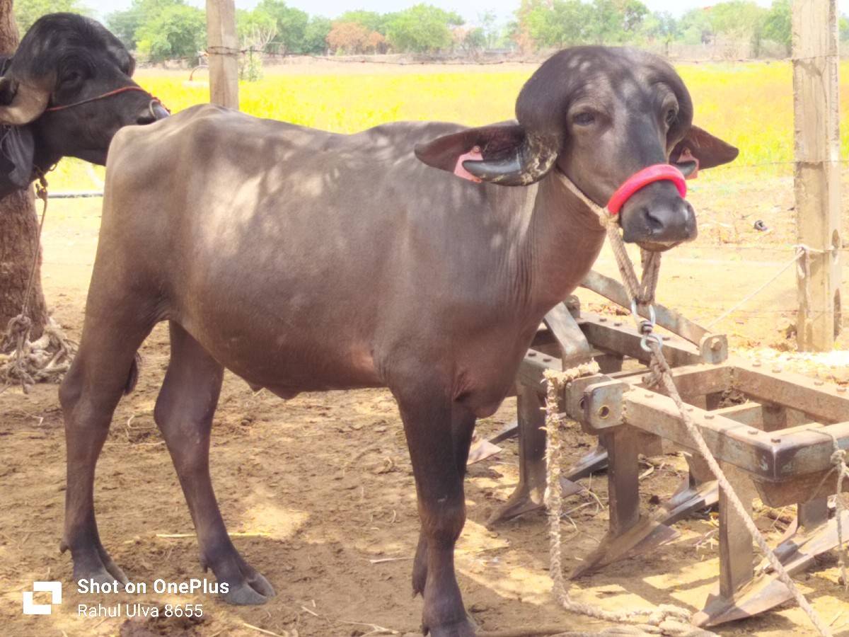 પ
