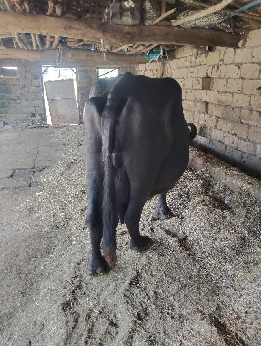 સુરેશ ભરવાડ