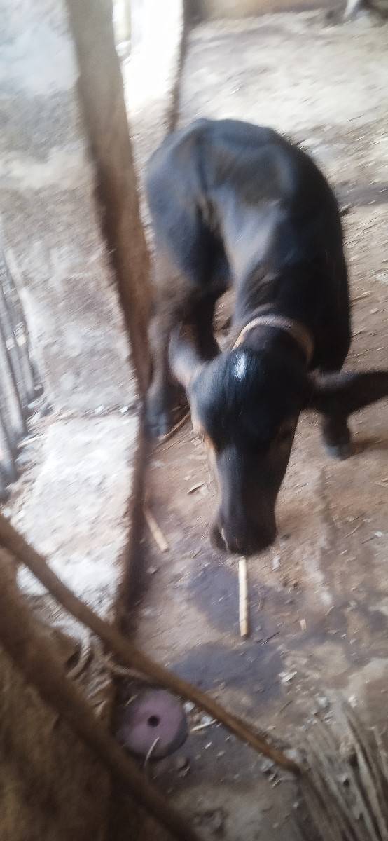 પાડો વેચવાનોછે