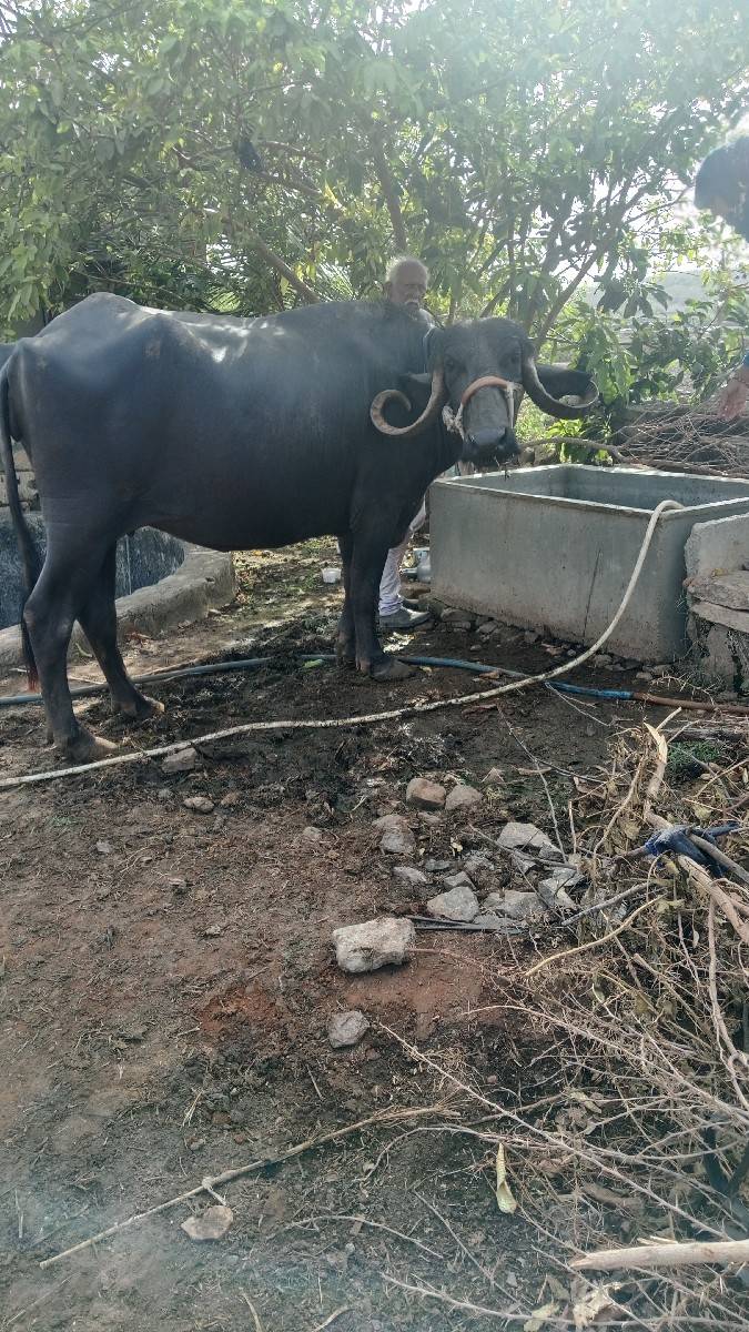 ભેંસ વેચવાની છે બીજુ વેતર કિમત
