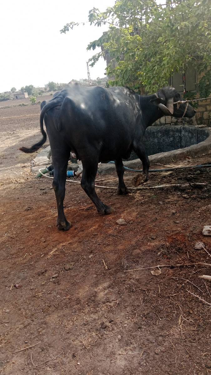ભેંસ વેચવાની છે બીજુ વેતર કિમત
