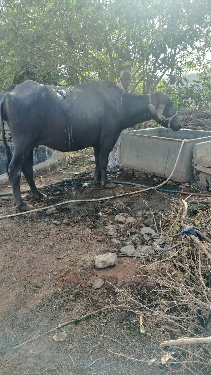 ભેંસ વેચવાની છે બીજુ વેતર કિમત