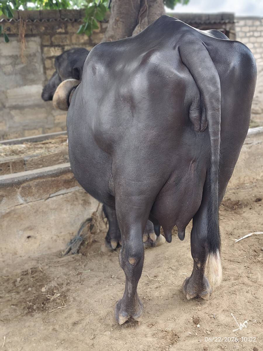 3 વેતર