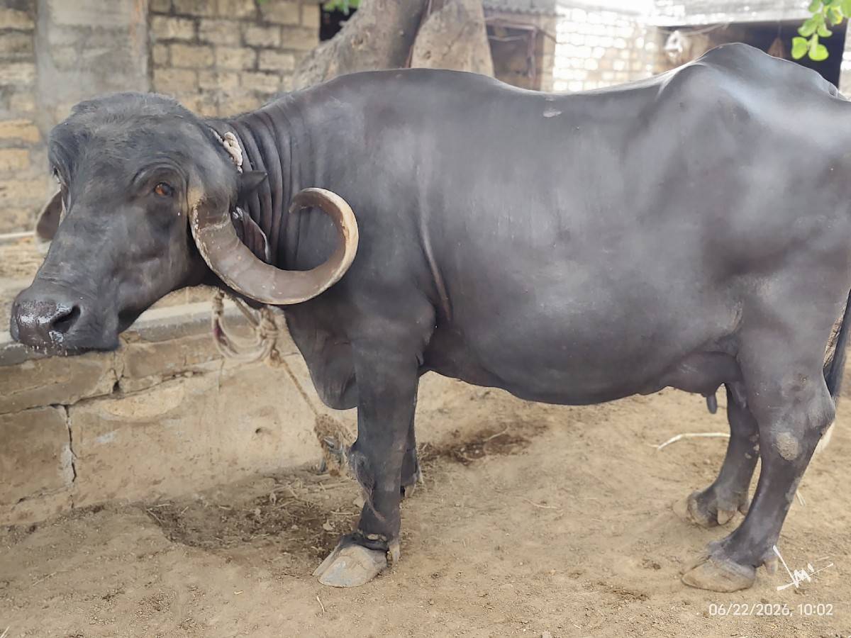 3 વેતર