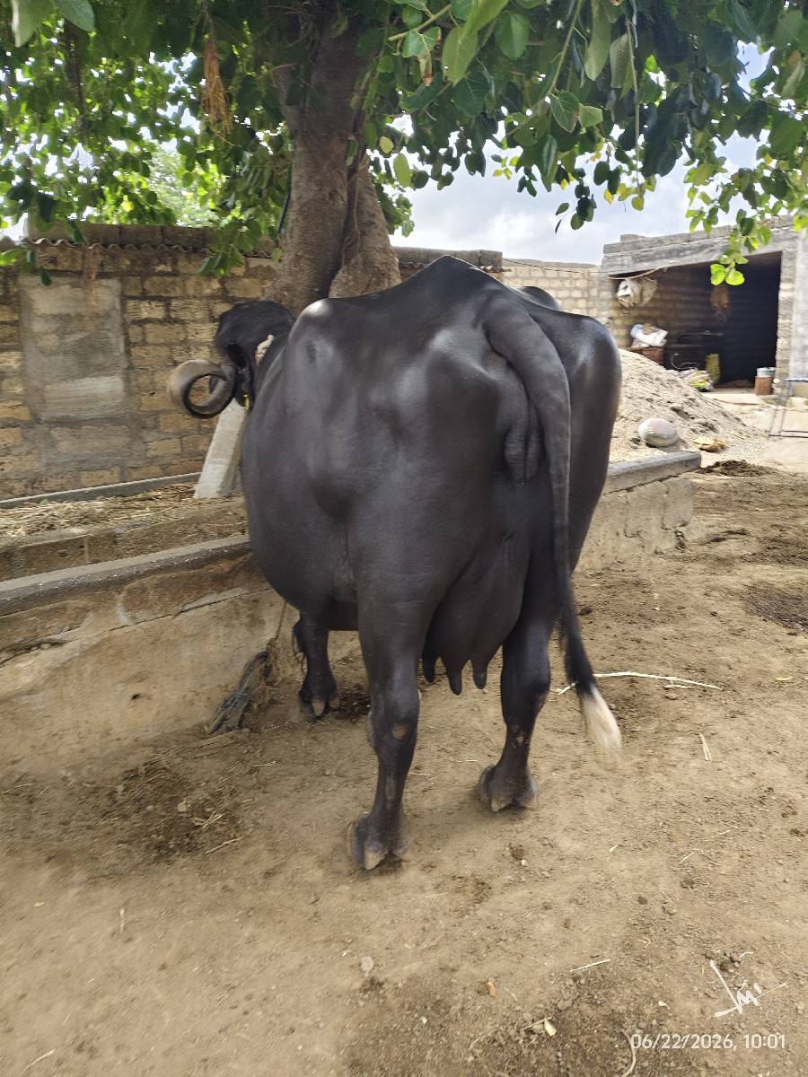 3 વેતર